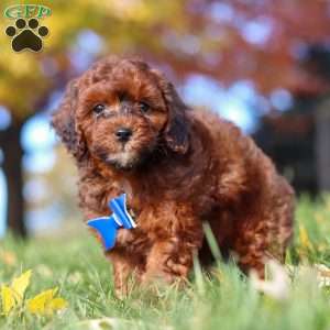Green Bean, Miniature Poodle Puppy